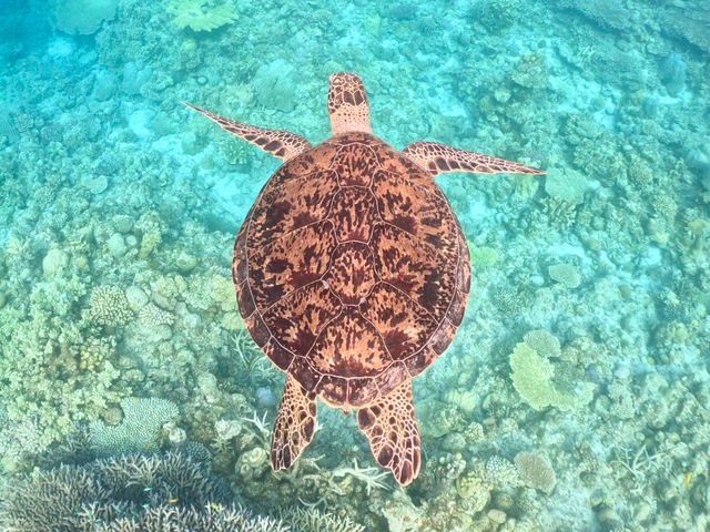 Turquoise Deigo