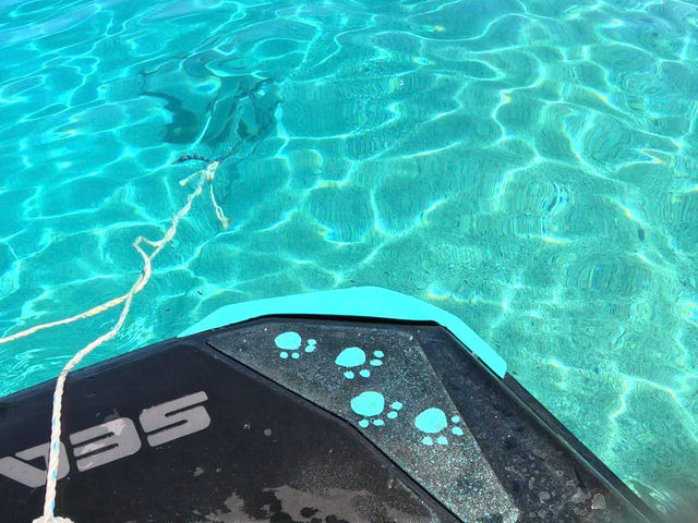 Turquoise Deigo