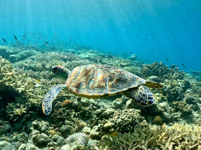 Turquoise Deigo