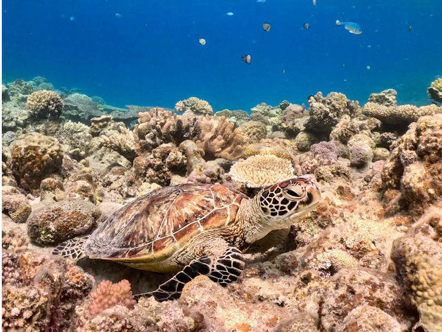 Turquoise Deigo