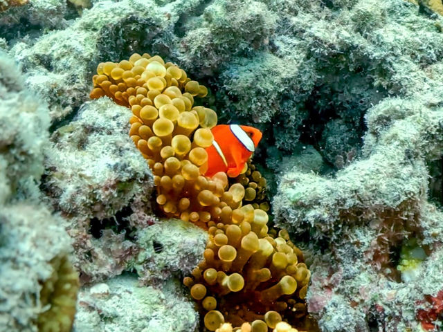 Turquoise Deigo