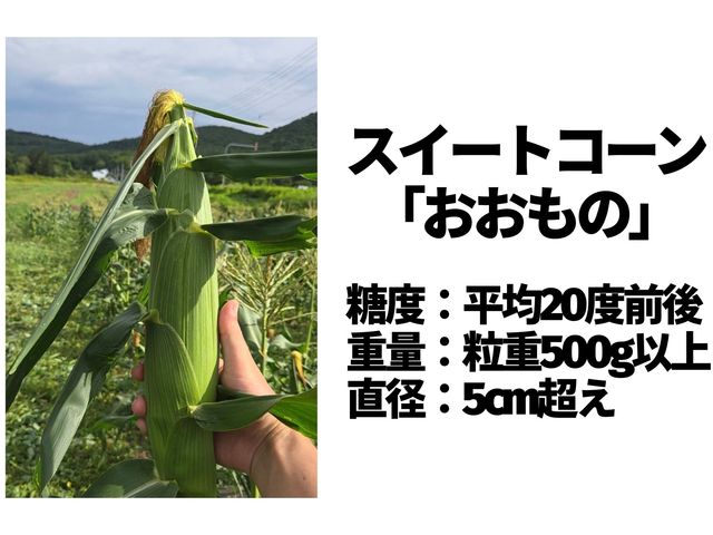 ���x����20�x�O��A���d500g�ȏ�A���a5cm�����B�k�C���̒Z���Ăň�Ă��嗱�X�C�[�g�R�[���u�������́v���A���Ŏ����̎�Ŏ��n�ł��܂��B_�Ԉ��R�[��