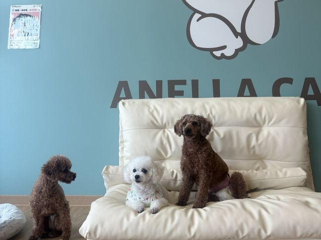 ANELLA CAFE ���m�C���X�̎ʐ^1