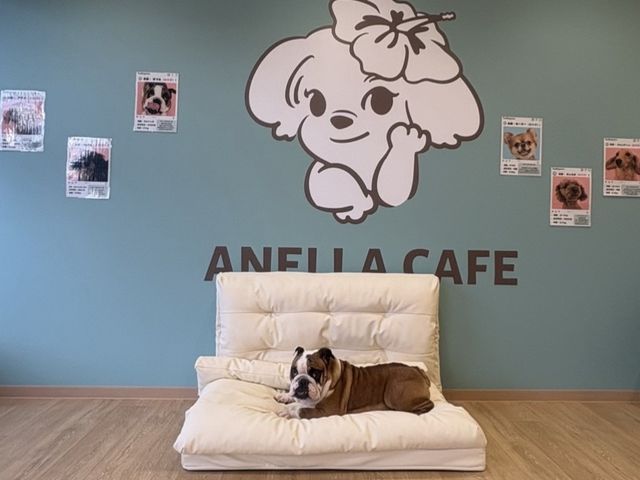 ANELLA CAFE ���m�C���X