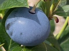 ころまるブルーベリー果樹園の写真1
