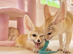 FennecHouse petit 原宿店の写真1
