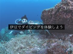伊豆ブルーダイビングの写真1