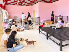 保護犬譲渡ふれあいカフェLinoの写真1