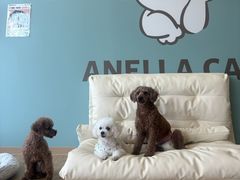 ANELLA CAFE ���m�C���X�̎ʐ^