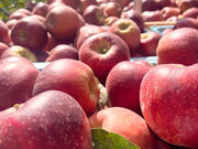 �ܖ���񂲉��̎ʐ^2