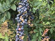 ���v�ۃA�O�x���[�̎ʐ^2