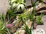 BuddyPlants�̎ʐ^2