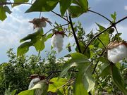 SASAYAMA COTTON BASE�̎ʐ^2
