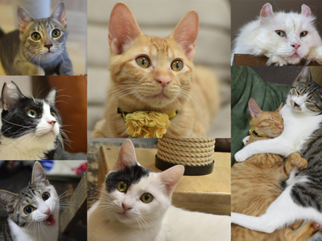 یLJtF 肱gˎX̎ʐ^1