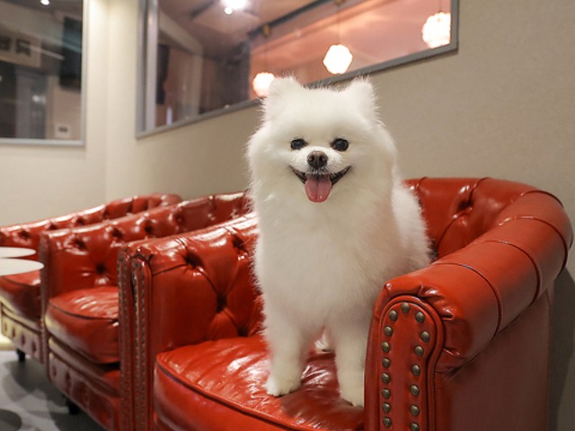 LJtF put on lap vbgIbv r̎ʐ^1