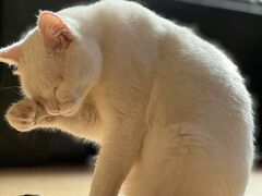 猫cafe幸猫の写真1
