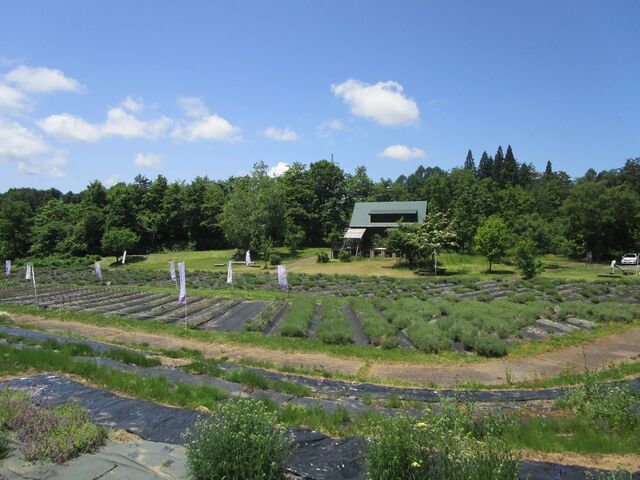 �R�Ӓ��ʒ����_�������̎ʐ^1