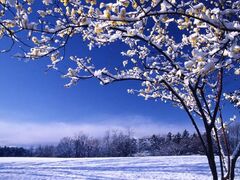 山上城跡公園のロウバイの写真1
