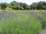 �R�Ӓ��ʒ����_�������̎ʐ^2