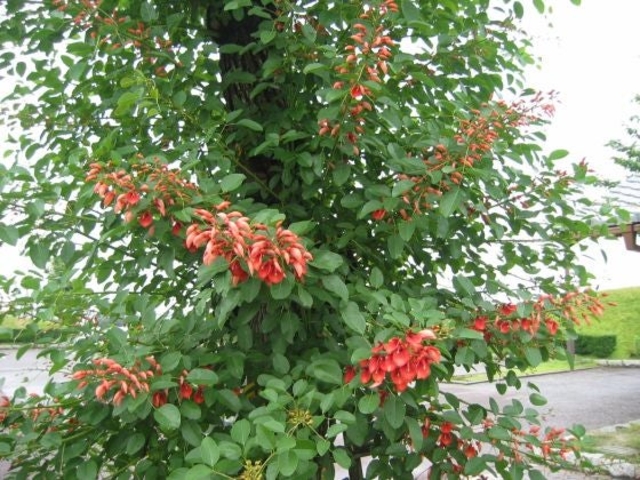 �J�C�R�E�Y�̎ʐ^1