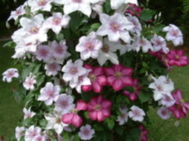 �N���}�`�X�K�[�f��