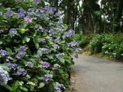 ���������̏��H�̎ʐ^1