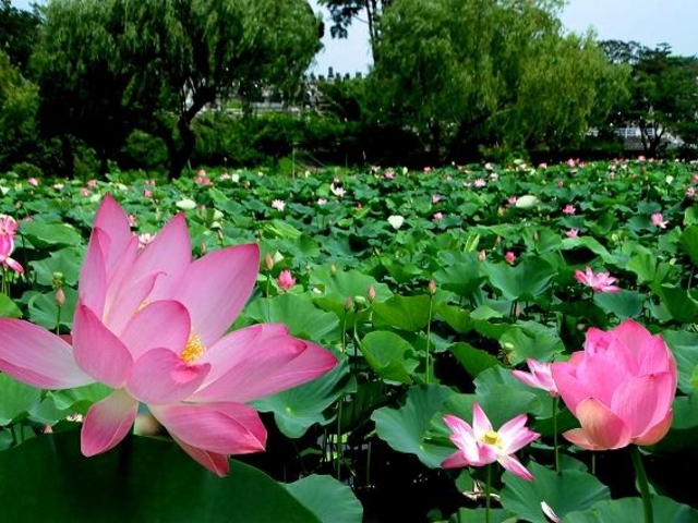 �̖����̘@�̎ʐ^1