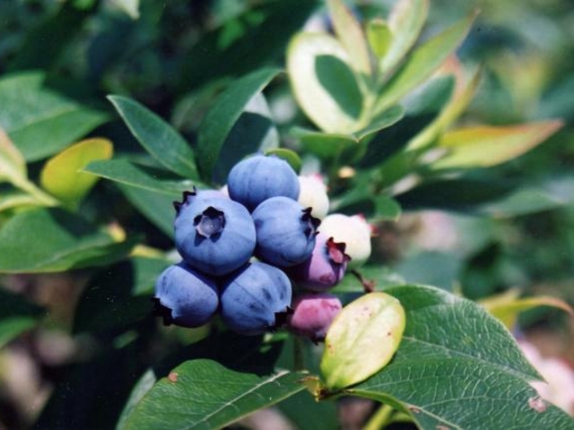 �u���[�x���[���i�_�����j�̎ʐ^1