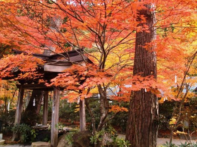 �R�{�s�����̍g�t_�R�{�s�����̍g�t