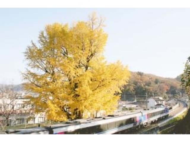 ���p�̃I�I�C�`���E