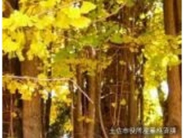 �C�`���E��_���Ԃ̑�C�`���E