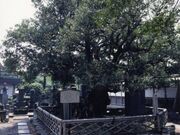 ������A�̕A�̎ʐ^1