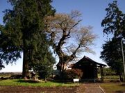 �Ẫ��N�m�L�̎ʐ^1