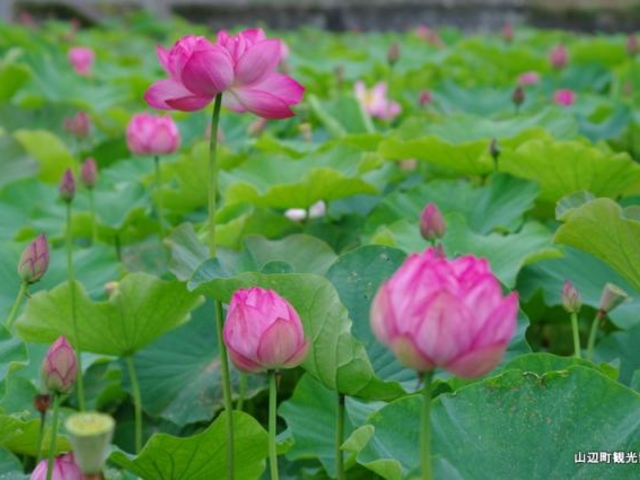 �n�X�̗����Ă̍���