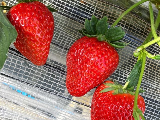 ���낢��ȕi���H�ה�ׁ�_�����炢������