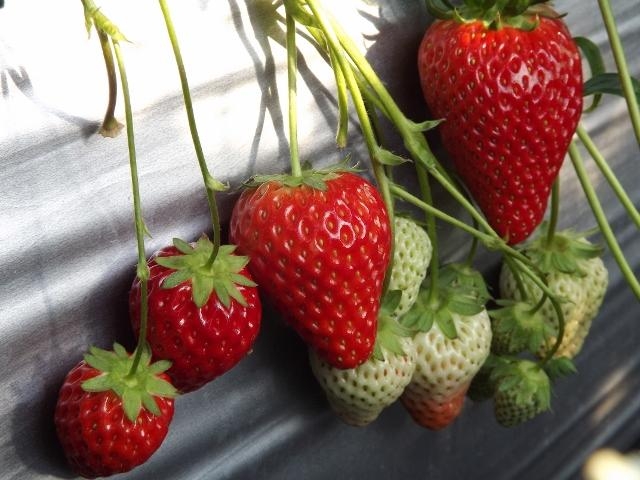 ���q�̂�������