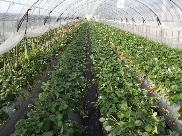 ���q�̂�������