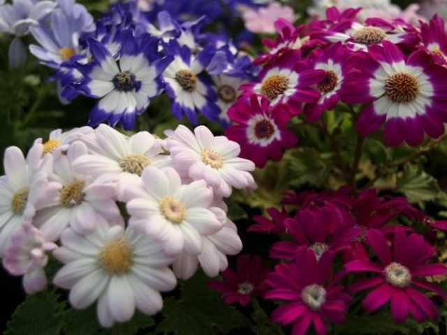 �����ȉԉ��̎ʐ^1