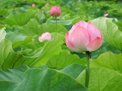 �n�X�̗����Ă̍����̎ʐ^1