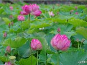 �n�X�̗����Ă̍����̎ʐ^2