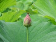 �n�X�̗����Ă̍����̎ʐ^3