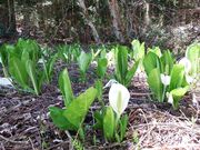 �Ԍ��̐��m�Ԃ̎ʐ^3