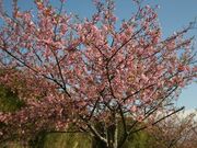 ͒Íi_t߂̖،ː삼j̎ʐ^2