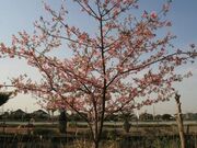 �͒Í��i�@���C�l�̐X���H�����̗V�����j�̎ʐ^2