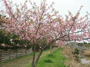 �͒Í��i�@���C�l�̐X���H�����̗V�����j�̎ʐ^3