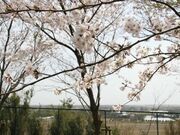 ���i��Ԑ_�Ёj�̎ʐ^3