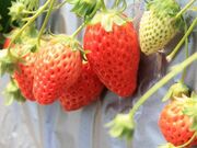 ��c䕉��̎ʐ^2