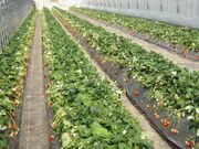 ��c䕉��̎ʐ^3