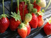 �F�Ö�䕉��̎ʐ^2