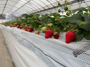 �ΐ�䕉��̎ʐ^4